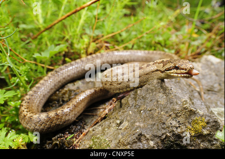 A sud di serpente liscio, Bordeaux snake (Coronella girondica), alimentazione su un worm lenta, Slovenia, Soca Valley Foto Stock