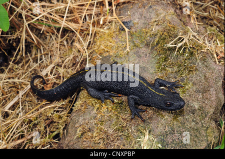 Alpine tritone crestato italiano, presenta verrucosa newt (Triturus carniflex), femmina, Croazia, Istria, Ucka Naturpark Foto Stock