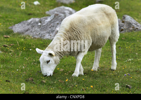 Gli animali domestici delle specie ovina (Ovis ammon f. aries), il pascolo su un pascolo, Regno Unito, Scozia Foto Stock