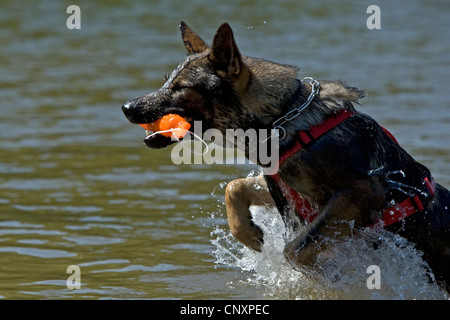 Old German Sheepdog (Canis lupus f. familiaris), recupero di oggetto fuori dall'acqua Foto Stock