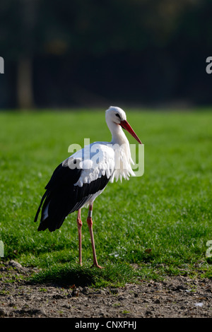 Cicogna bianca (Ciconia ciconia) Rodi animal park, Moselle, Francia, Europa Foto Stock