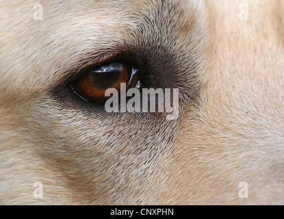 Il Labrador Retriever (Canis lupus f. familiaris), primo piano di un occhio Foto Stock