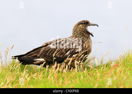 Grande skua (Stercorarius skua), seduto a terra, chiamando, Regno Unito, Scozia Foto Stock