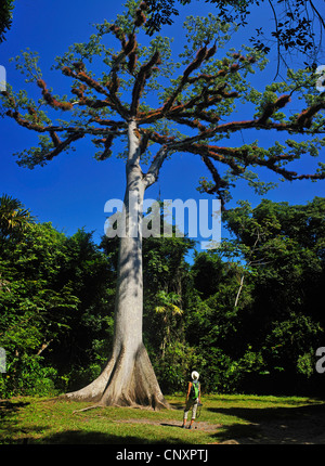 Ebano (Ceiba pentandra), albero sacro in legno tirak, Guatemala Foto Stock