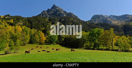 Vista da un prato di montagna con allevamento di bestiame A la Pointe de la Vuzelle (2553 m), Francia, Savoie, Nationalpark Vanoise Foto Stock