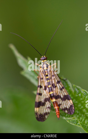 Comune (scorpionfly Panorpa communis), femmina seduto su una foglia, in Germania, in Renania settentrionale-Vestfalia Foto Stock