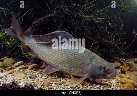 Temolo (Thymallus thymallus), alla massa di ghiaia di un fiume, Germania Foto Stock