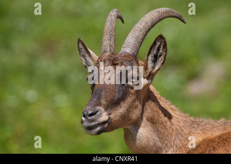 Stambecco delle Alpi (Capra ibex), ritratto nella parte anteriore di un prato di montagna Foto Stock