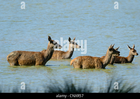 Gruppo di non (cervus elephus) bagno nel lago, Rodi animal park, Moselle, Francia, Europa Foto Stock