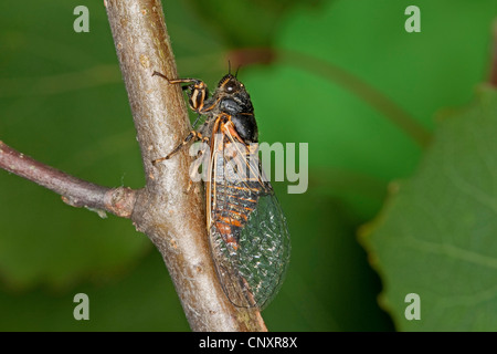 Nuova Foresta cicala (Cicadetta montana), seduti a un ramo, Germania Foto Stock