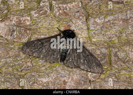 Pepati tarma (Biston betularia f. carbonaria, Biston betularius), modulo scuro, nero corposo, Germania Foto Stock