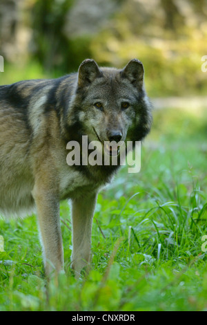 Lupo (Canis lupus), Rodi animal park, Moselle, Francia, Europa Foto Stock
