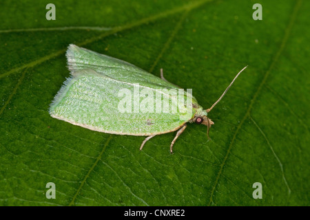 Verde pisello oak curl, verde tortrix rovere, rovere leafroller, verde rullo di rovere, rovere tortrix (Tortrix viridana), seduta su una foglia, Germania Foto Stock