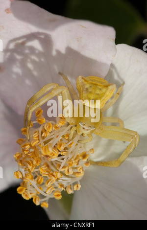 Il ragno granchio (Thomisus onustus), femmina in attesa di preda in camuffamento di colorazione su un fiore Foto Stock