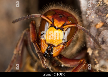 Hornet, marrone hornet, Europeo hornet (Vespa crabro), ritratto, Germania Foto Stock