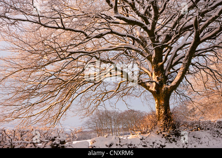 Coperta di neve albero su Exmoor, Somerset, Inghilterra. Inverno (gennaio 2012). Foto Stock