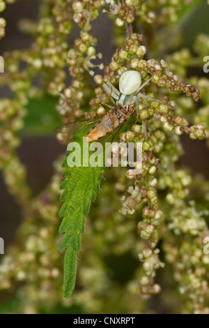 Oro ragno granchio (Misumena vatia), mimetizzata femmina con catturato flower fly, Germania Foto Stock