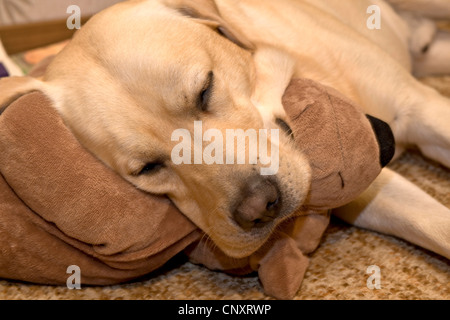 Il Labrador Retriever (Canis lupus f. familiaris), dormire su di peluche Foto Stock