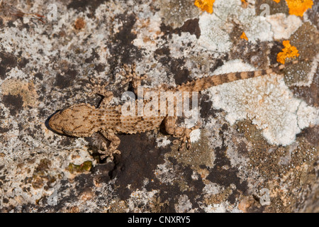 Parete comune geco, Moorish gecko (Tarentola mauritanica), seduto su un lichen coperto pietra perfettamente mimetizzati Foto Stock