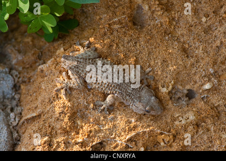 Parete comune geco, Moorish gecko (Tarentola mauritanica), seduta sul terreno argilloso con la coda perse a causa di autotomy Foto Stock