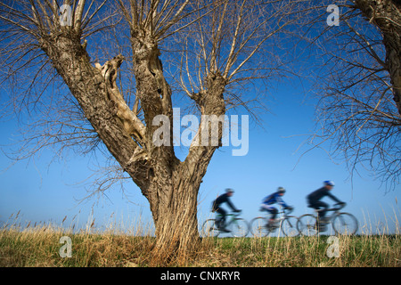 Tre i ciclisti in sella per biciclette sulla diga lungo pollard gli alberi di salice in primavera, Belgio Foto Stock