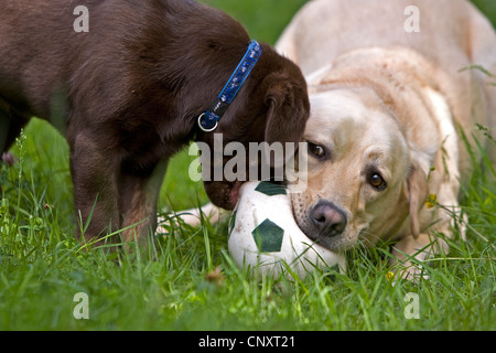 Il Labrador Retriever (Canis lupus f. familiaris), cucciolo e giocando con una sfera Foto Stock