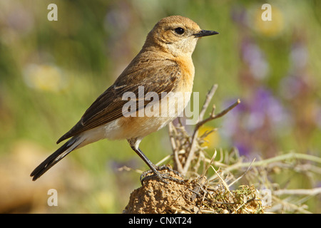 Nero orientale-eared culbianco (Oenanthe hispanica melanoleuca), femmina seduto su una collinetta, Turchia Foto Stock