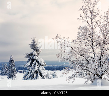 Abeti coperti di neve in inverno, Hautes Fagnes / Hautes Fagnes, Ardenne belghe, Belgio Foto Stock