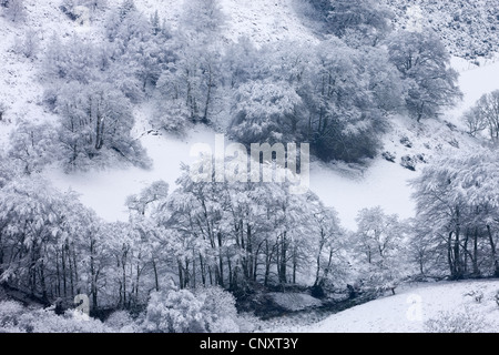 Coperta di neve alberi nella conca, Exmoor, Somerset, Inghilterra. Inverno (gennaio 2012). Foto Stock