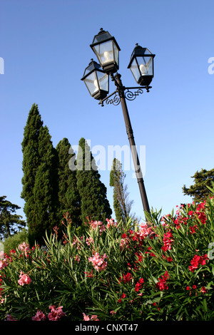 Oleandro (Nerium oleander), oleandri fioriti con cipressi e lanterna, Italia, Toscana Foto Stock