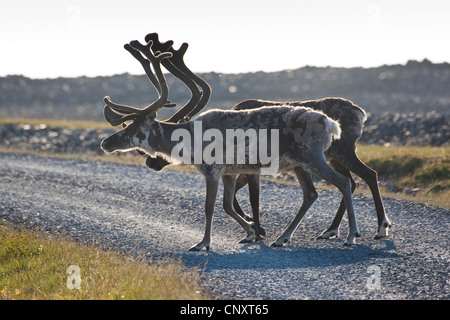 Renne europea, europeo Caribou Coffee Company (Rangifer tarandus), due renne attraversa un percorso, Norvegia Foto Stock