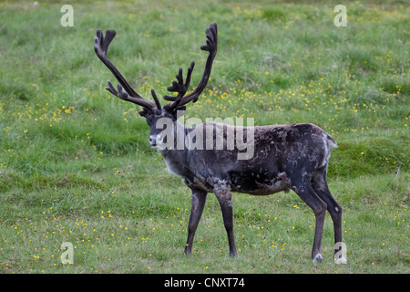 Renne europea, europeo Caribou Coffee Company (Rangifer tarandus), renne bull in piedi in un prato, Norvegia Foto Stock