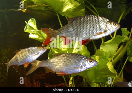 Roach, balcanica roach (Rutilus rutilus, Leuciscus rutilus), con rudd, vista laterale, Germania Foto Stock
