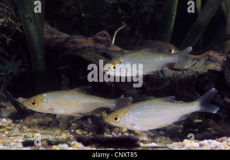 Roach, balcanica roach (Rutilus rutilus, Leuciscus rutilus), vista laterale, Germania Foto Stock