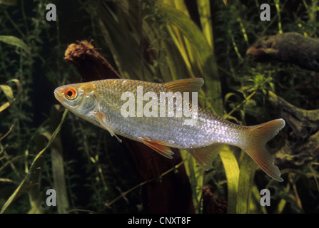 Roach, balcanica roach (Rutilus rutilus, Leuciscus rutilus), vista laterale, Germania Foto Stock