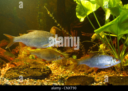 Roach, balcanica roach (Rutilus rutilus, Leuciscus rutilus), vista laterale, Germania Foto Stock