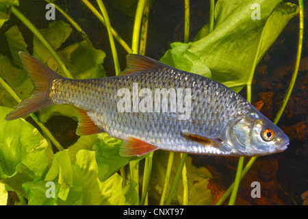 Roach, balcanica roach (Rutilus rutilus, Leuciscus rutilus), vista laterale, Germania Foto Stock