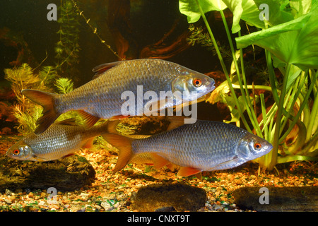 Roach, balcanica roach (Rutilus rutilus, Leuciscus rutilus), vista laterale, Germania Foto Stock