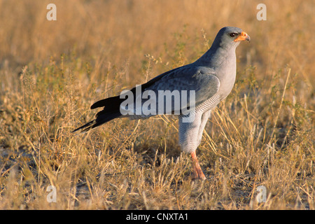 Dark canto-astore (Melierax metabates), sul terreno, Botswana Chobe National Park Foto Stock