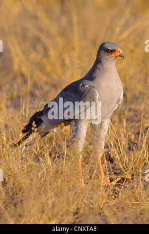 Dark canto-astore (Melierax metabates), sul terreno, Botswana Chobe National Park Foto Stock