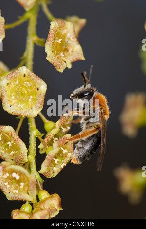 Le api di data mining (Andrena haemorrhoa, Andrena albicans), a fiori di ribes rosso, Germania Foto Stock