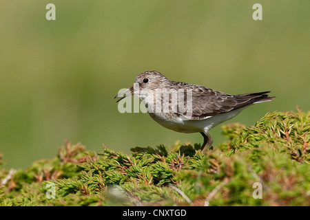 Di Temminck stint (Calidris temminckii), seduti su una pianta chiamata Foto Stock