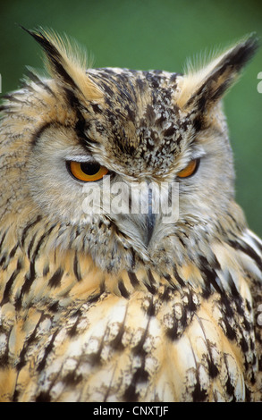 Nord del gufo reale (Bubo bubo omissus), ritratto Foto Stock