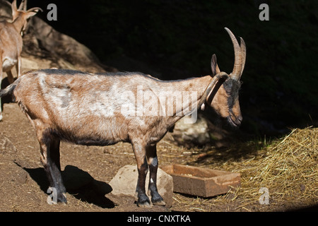 Quattro corno di capra, Four-Horn-(Capra hircus, Capra aegagrus f. hircus), vista laterale Foto Stock