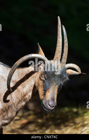 Quattro corno di capra, Four-Horn-(Capra hircus, Capra aegagrus f. hircus), ritratto Foto Stock