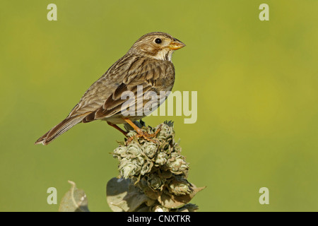 Corn bunting (Emberiza calandra, Miliaria calandra), seduto su un impianto, Turchia, Adyaman, Kocahisar Foto Stock