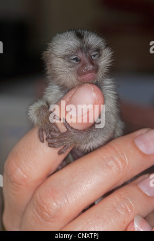 Comune (marmoset Callithrix jacchus), di cinque giorni di innesto orfani a un dito Foto Stock