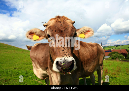 Gli animali domestici della specie bovina (Bos primigenius f. taurus), due mucche su un pascolo, in Germania, in Baviera Foto Stock