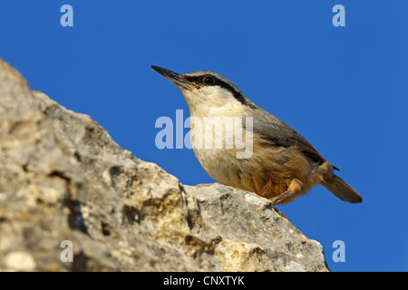 Orientale picchio muratore di roccia (Sitta tephronota), seduti su una roccia, Turchia, Silifke, Ucuncaburc Foto Stock