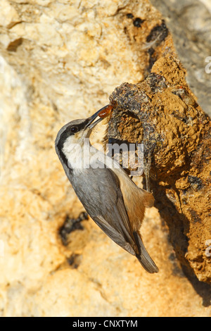 Orientale picchio muratore di roccia (Sitta tephronota), con la preda in bill al rock, Turchia, Silifke, Ucuncaburc Foto Stock